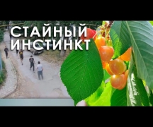 Стайный инстинкт