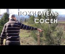 Похититель сосен