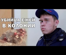 Убийца ежей в колонии